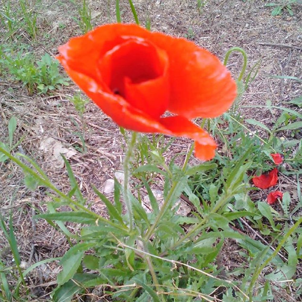 Фотография автора zivka ivanovic