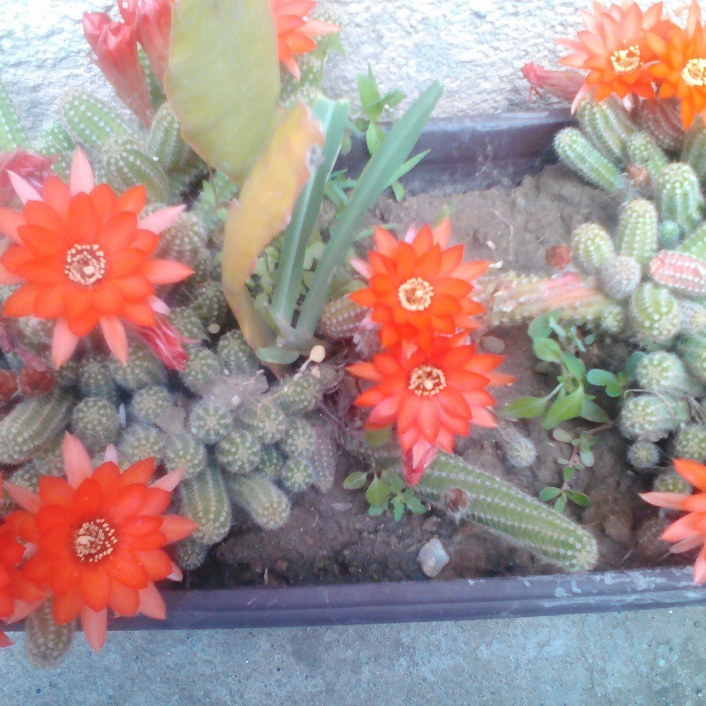 Фотография автора zivka ivanovic