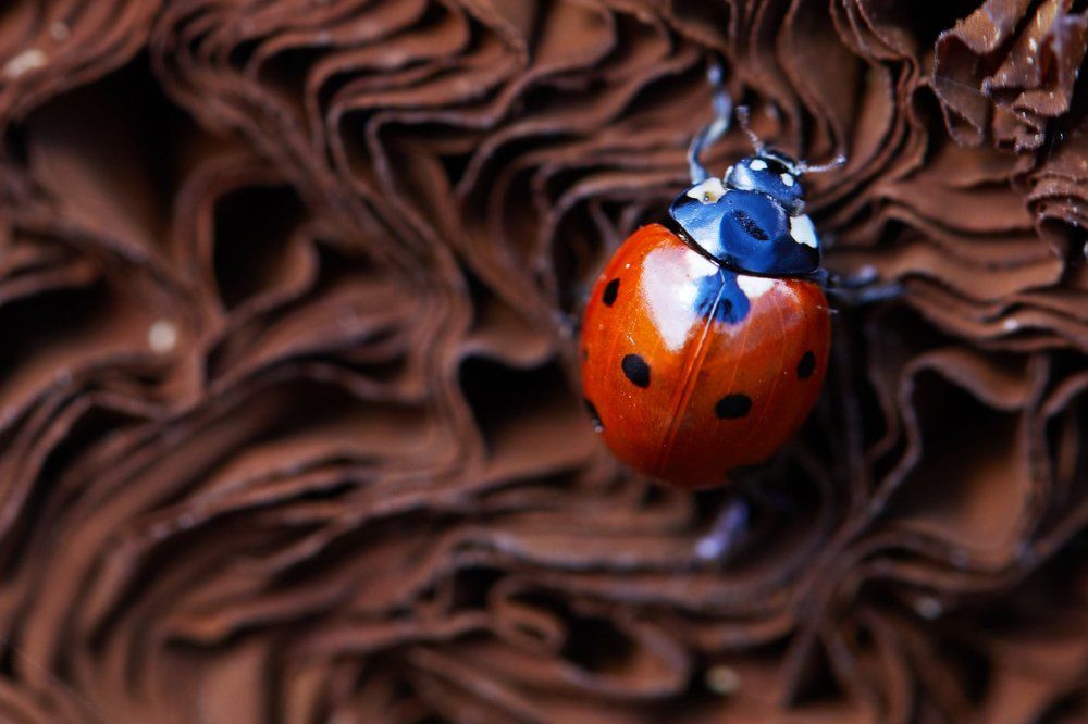 Photograph by Наталья Филькина