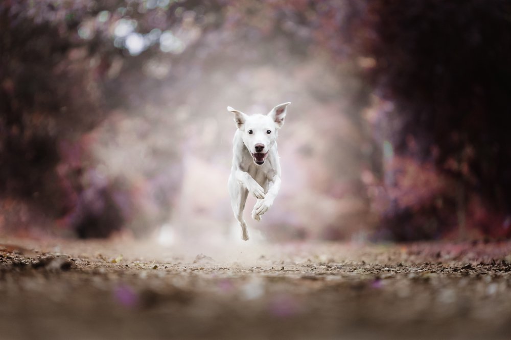 Photograph by Deise de Oliveira