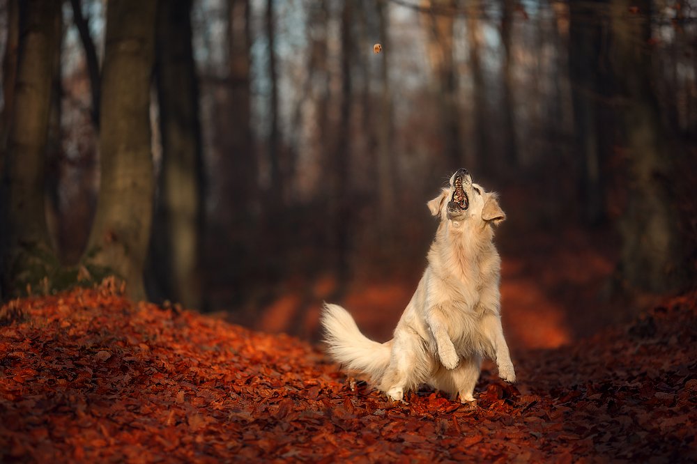 Photograph by Елена Сафронова