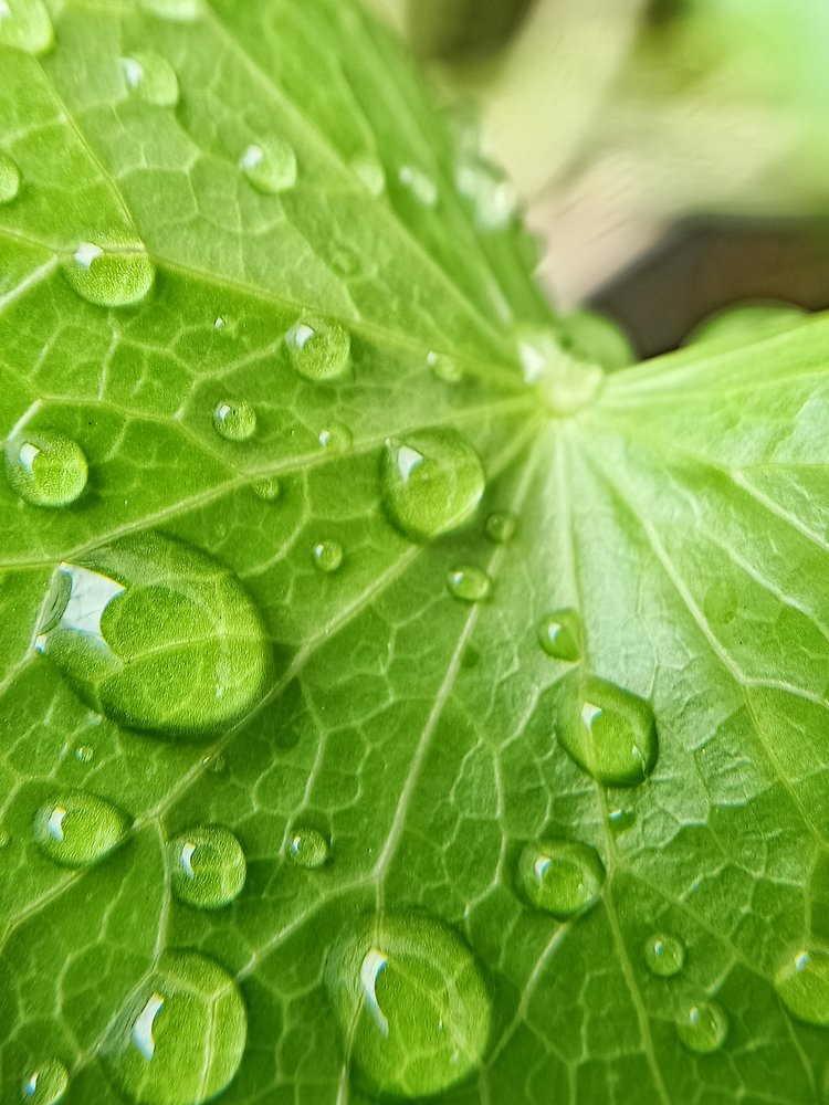Leaf