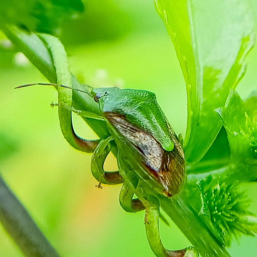 The stinct bug yes it is green