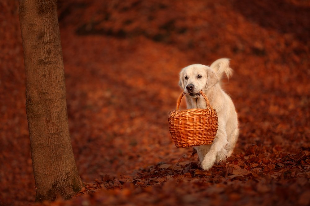 Photograph by Елена Сафронова