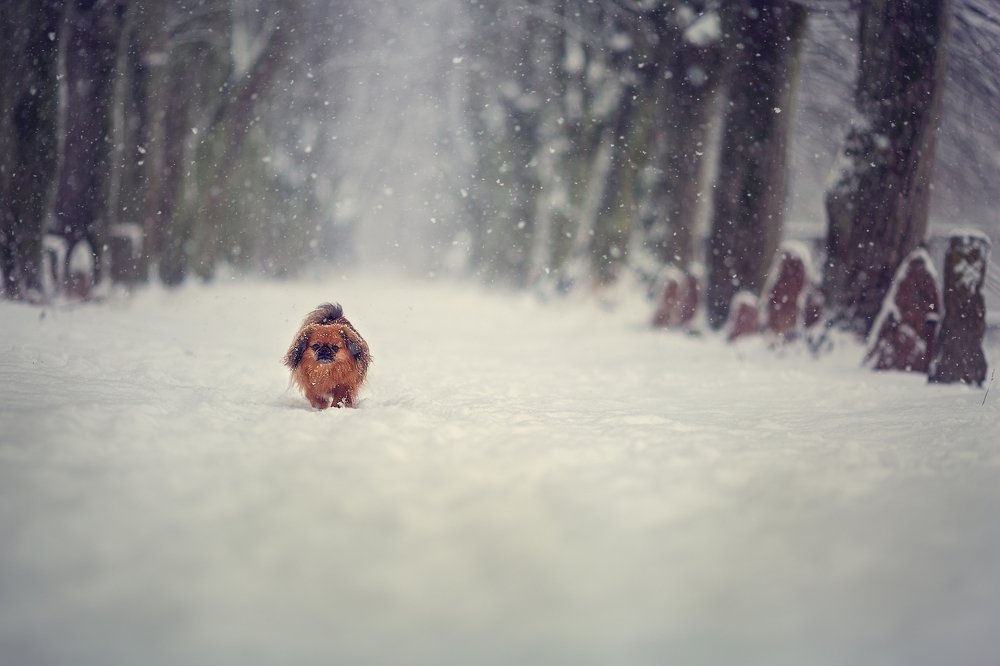 Photograph by Елена Сафронова