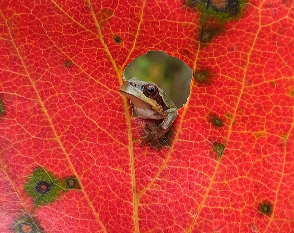 Окно в осень