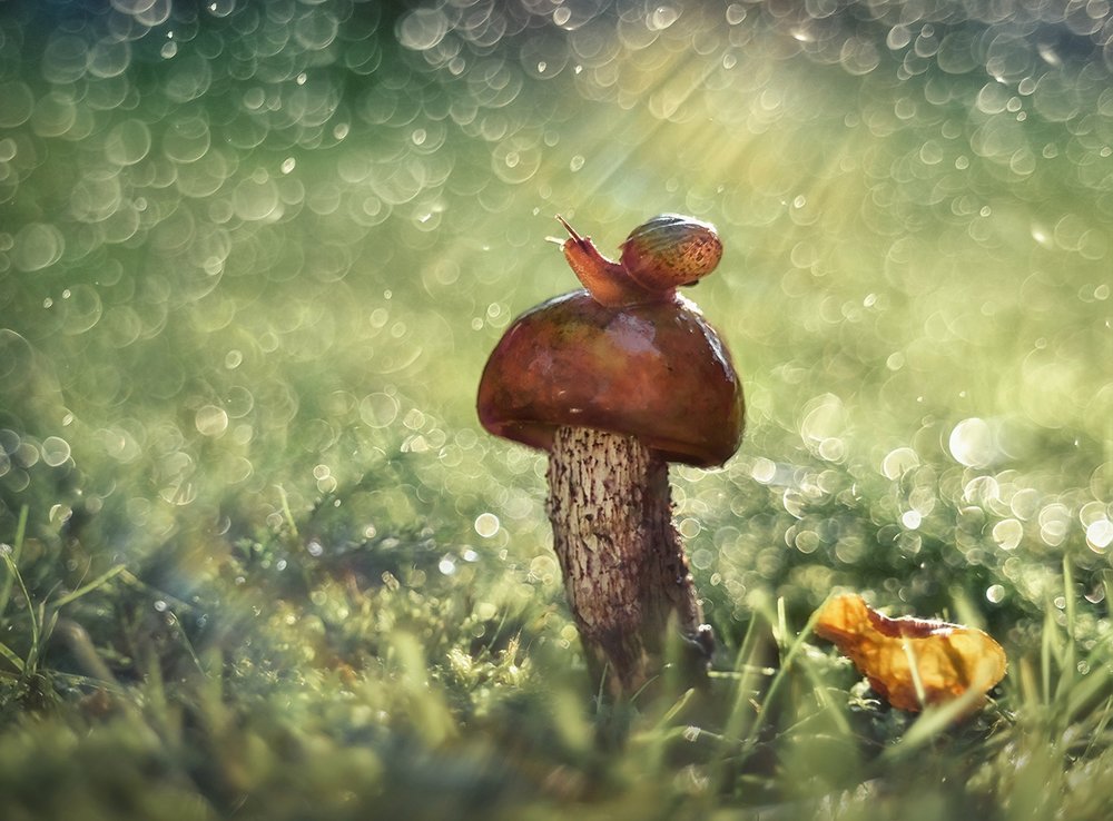 Грибной дождь