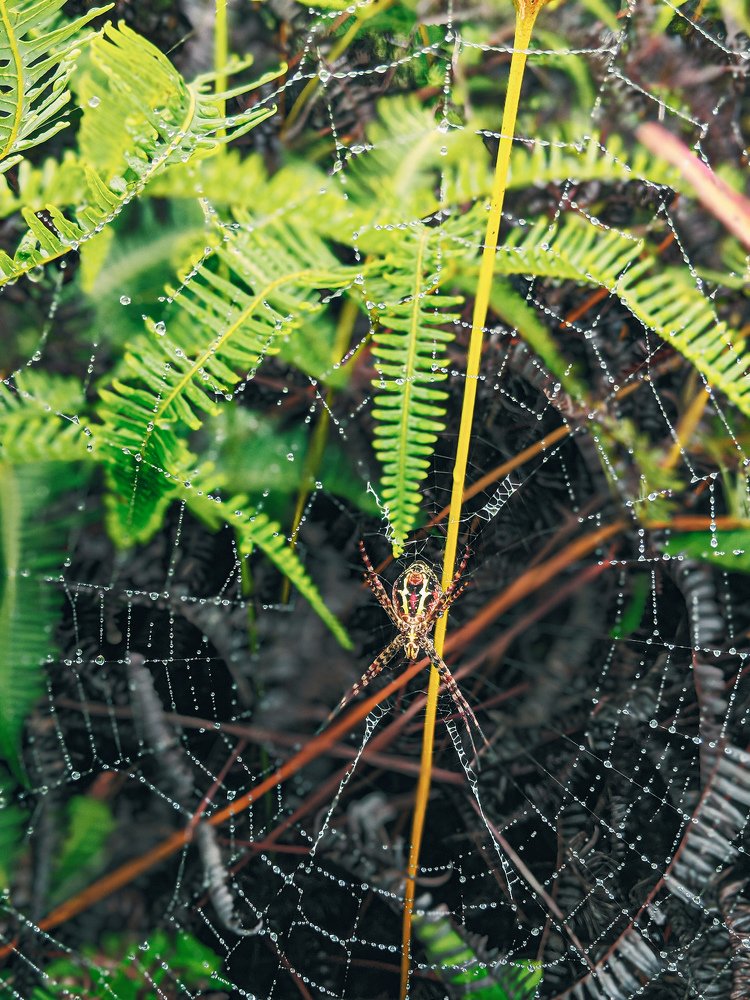 A Spider Web After Rain