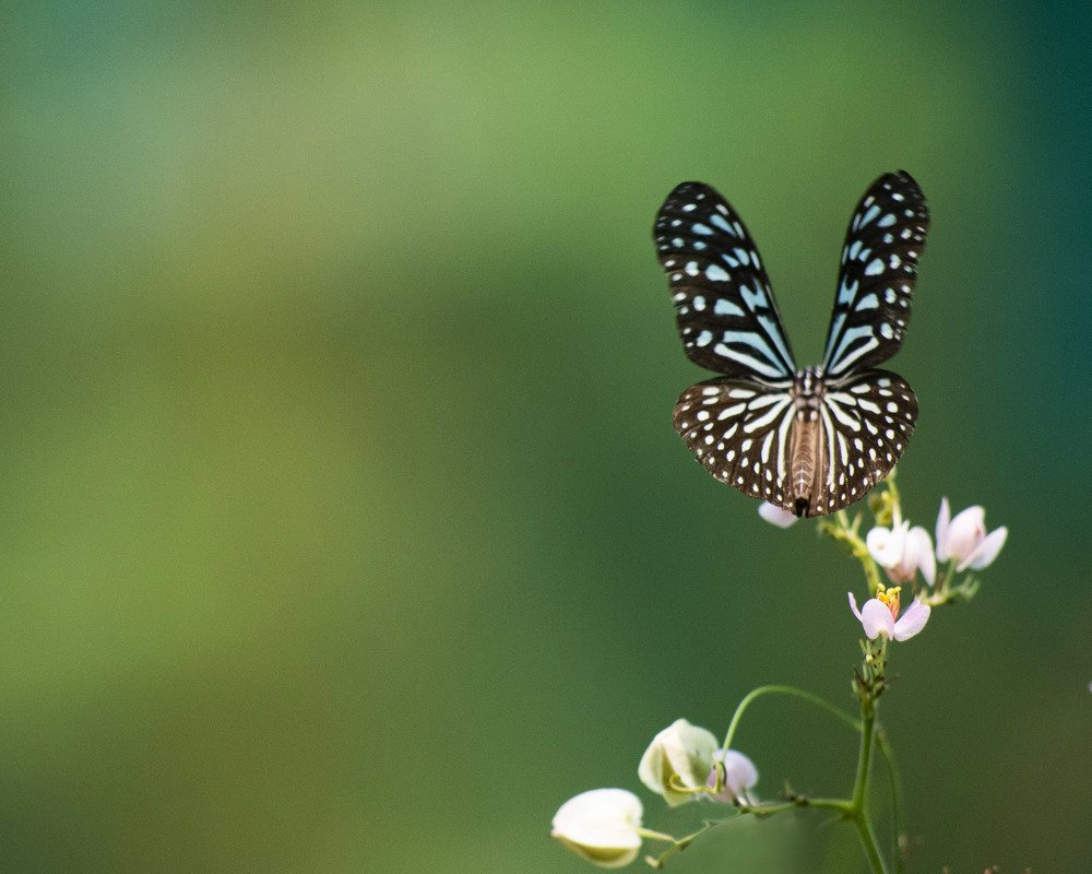 Photograph by Weng Soon Yong