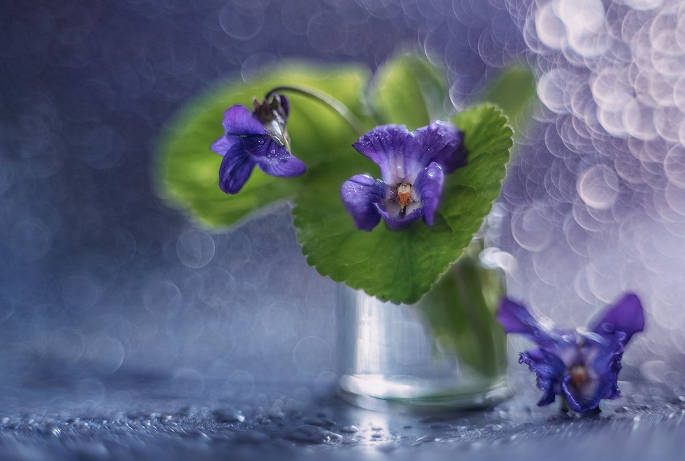 Лесные фиалки