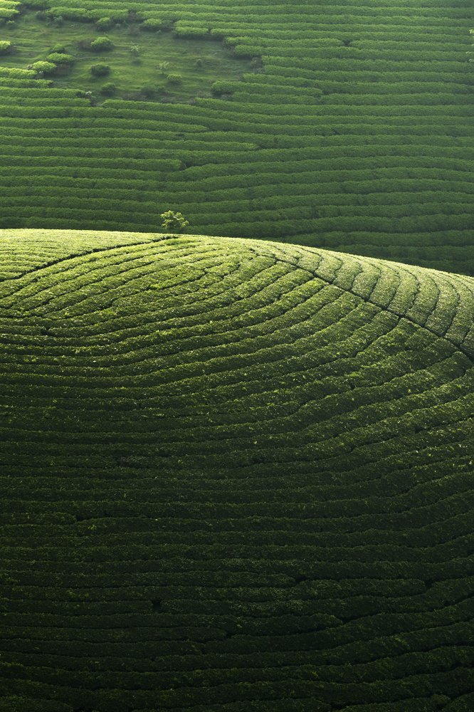 Photograph by Bùi Xuân Tuân