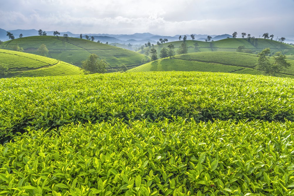 Photograph by Bùi Xuân Tuân