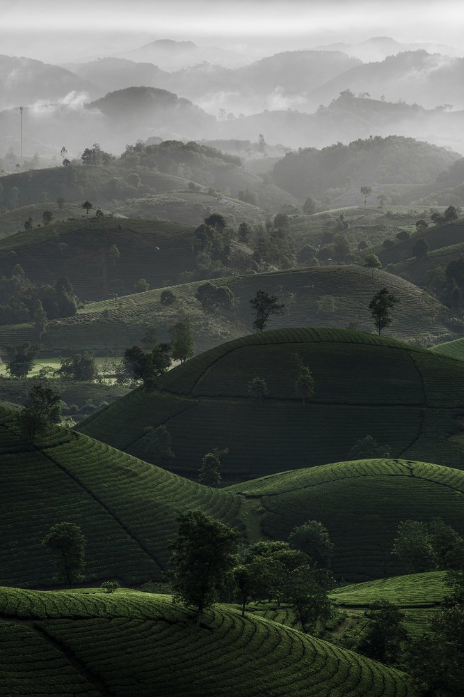 Photograph by Bùi Xuân Tuân