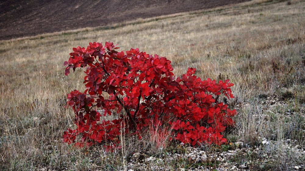 Скумпия в степи