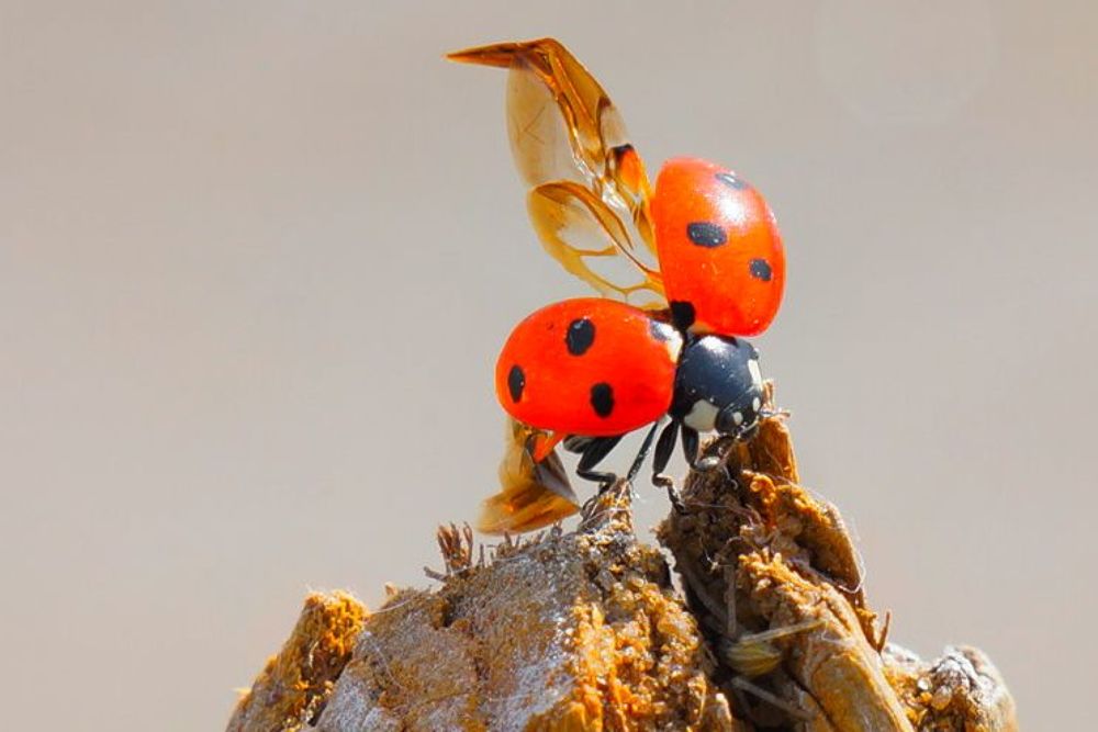 символ счастья и удачи