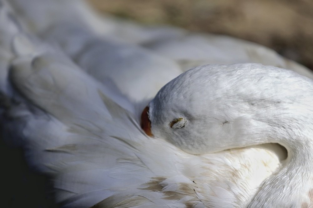 Photograph by Vijay Raj