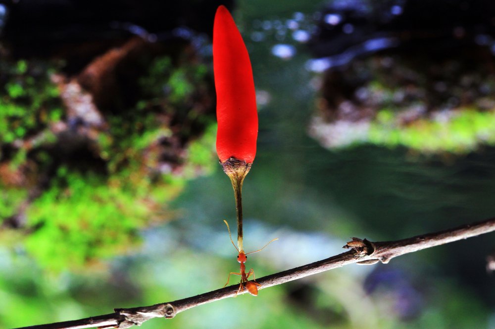 Фотография автора Tutang Hermawan (+62)812 2072-43 Asep