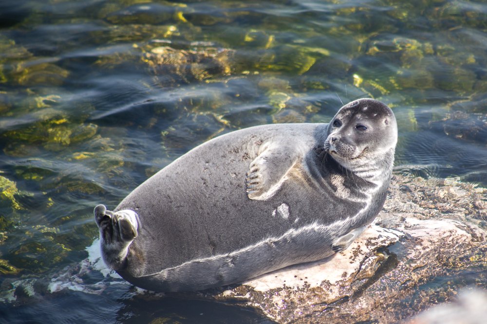 Фотомодель