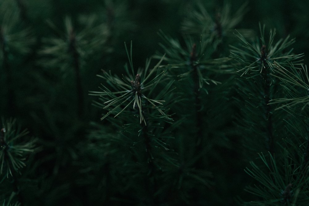 Photograph by  Agnieszka Cabaj