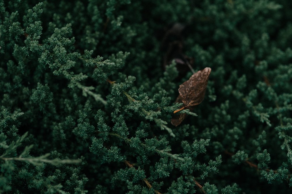 Photograph by  Agnieszka Cabaj