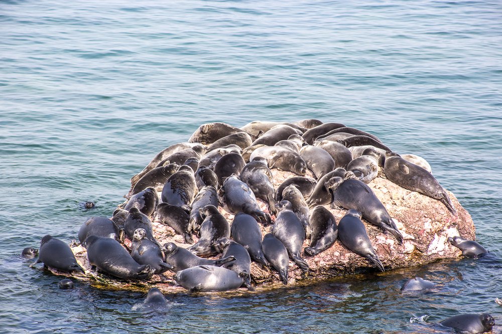 Лежбище байкальской нерпы