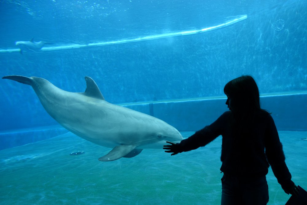 Фотография автора Александра Макаренко