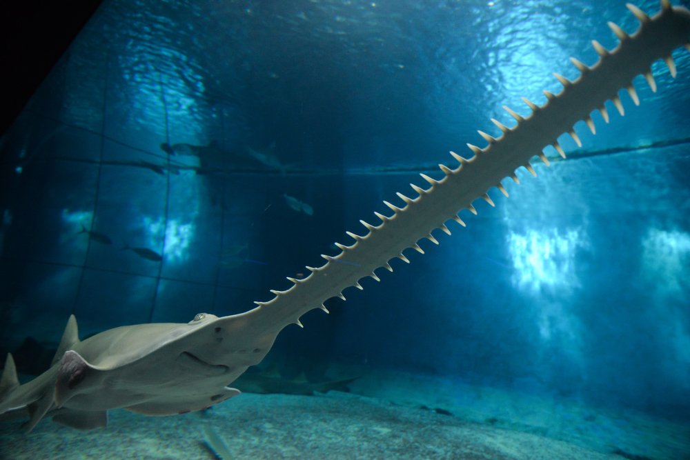 Фотография автора Александра Макаренко