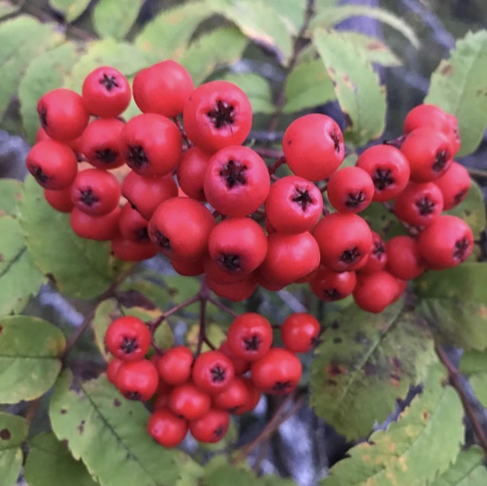 Photograph by Елена