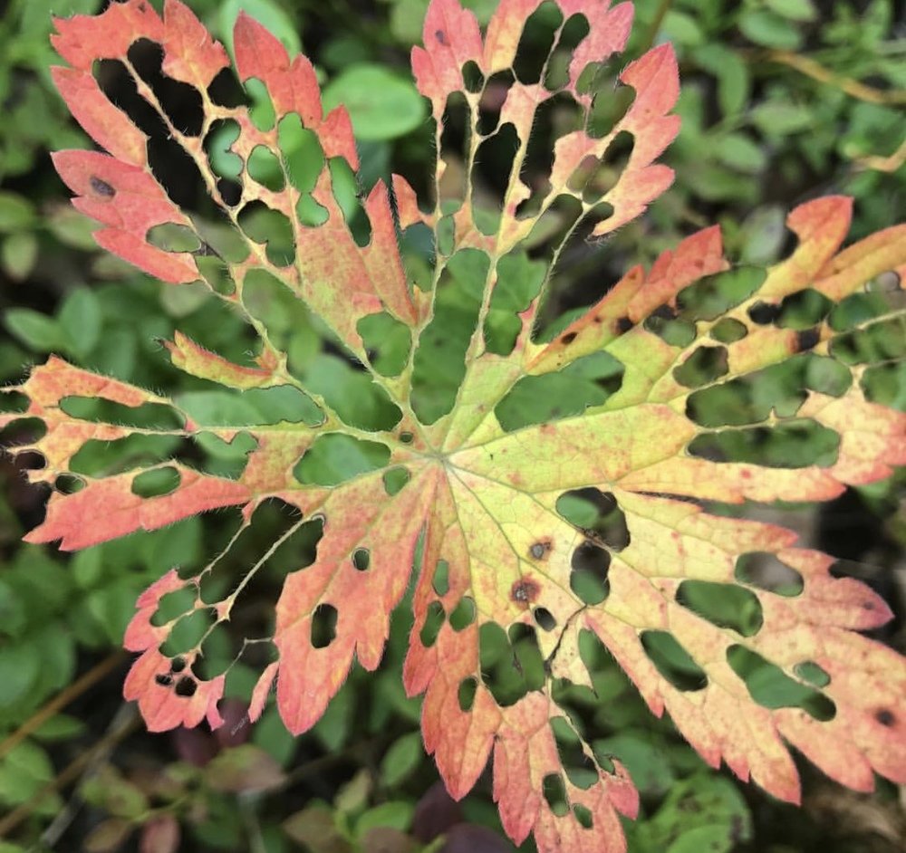 Photograph by Елена