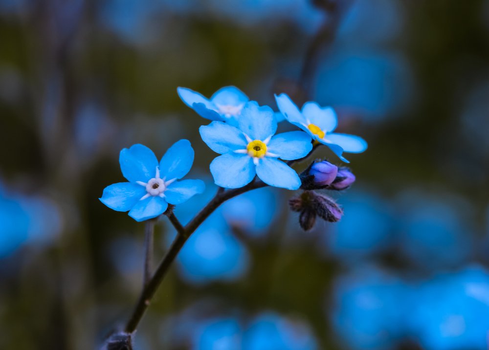 Forget-me-not