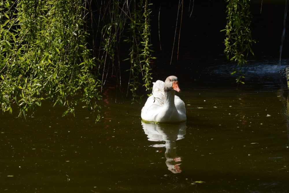 Photograph by Gülşen  Mutlu