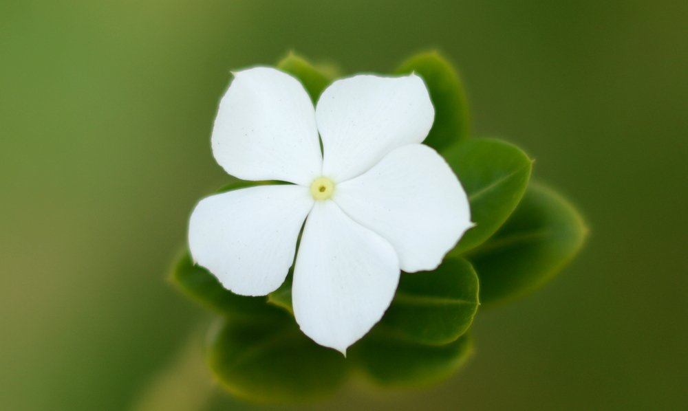 Photograph by Prabhu Viswanathan