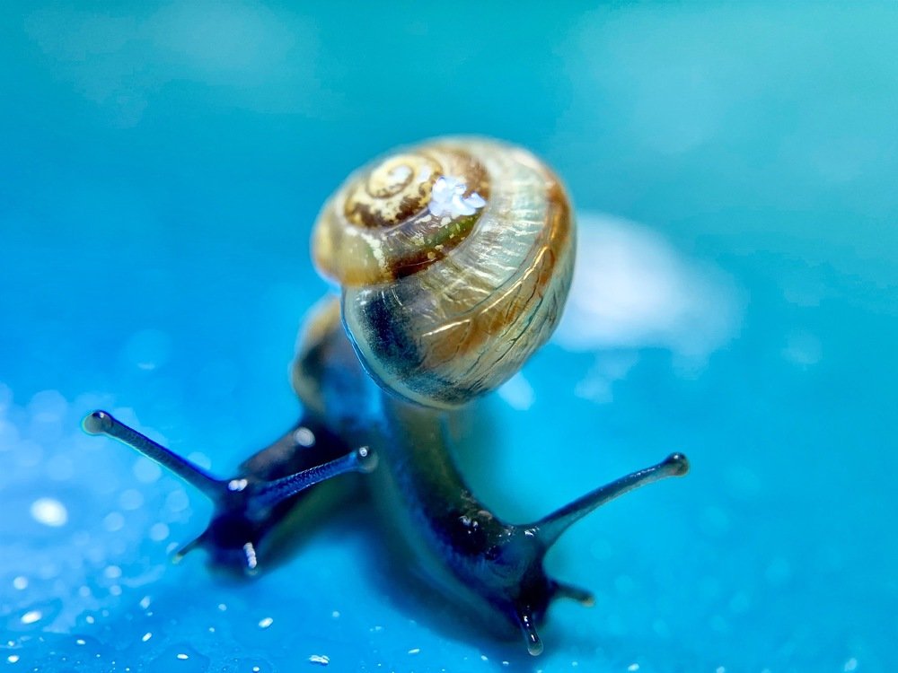 Photograph by Анна Войнова