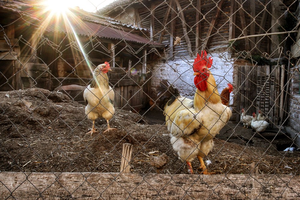 Photograph by Taca Galic-Zetovic