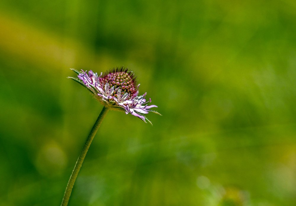 Фотография автора Ismail SAIDI