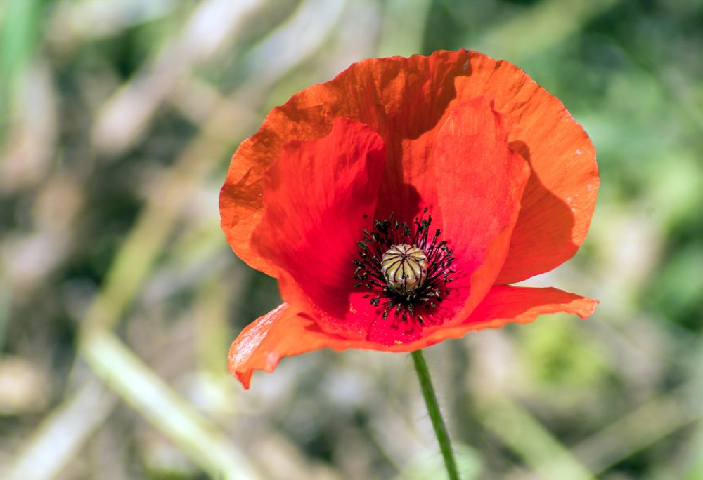 Фотография автора Ismail SAIDI