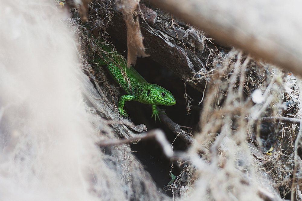 Photograph by Лена Чериот