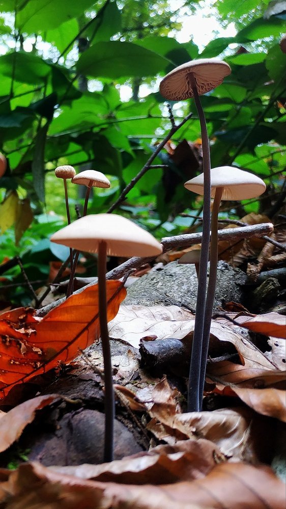 Magical world of mushrooms