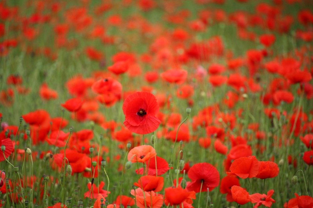 Фотография автора Olga Schneider