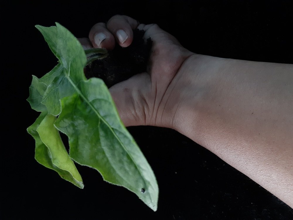 Nature on hand