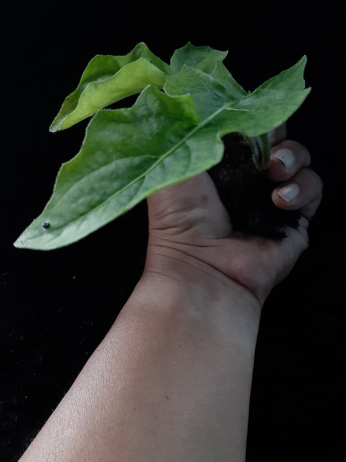Nature on hand