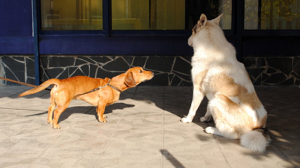 Photograph by Виталий Пилипенко