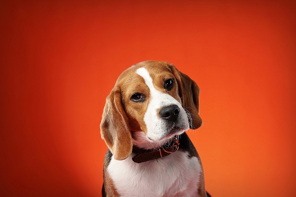 Photograph by Alvaro Torrejon