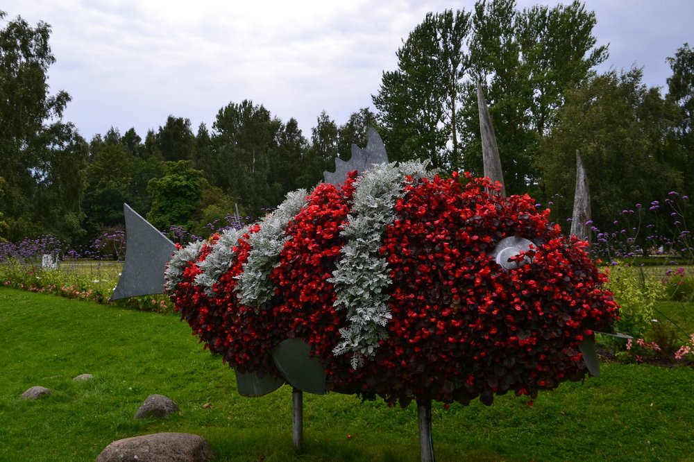 красная рыбка