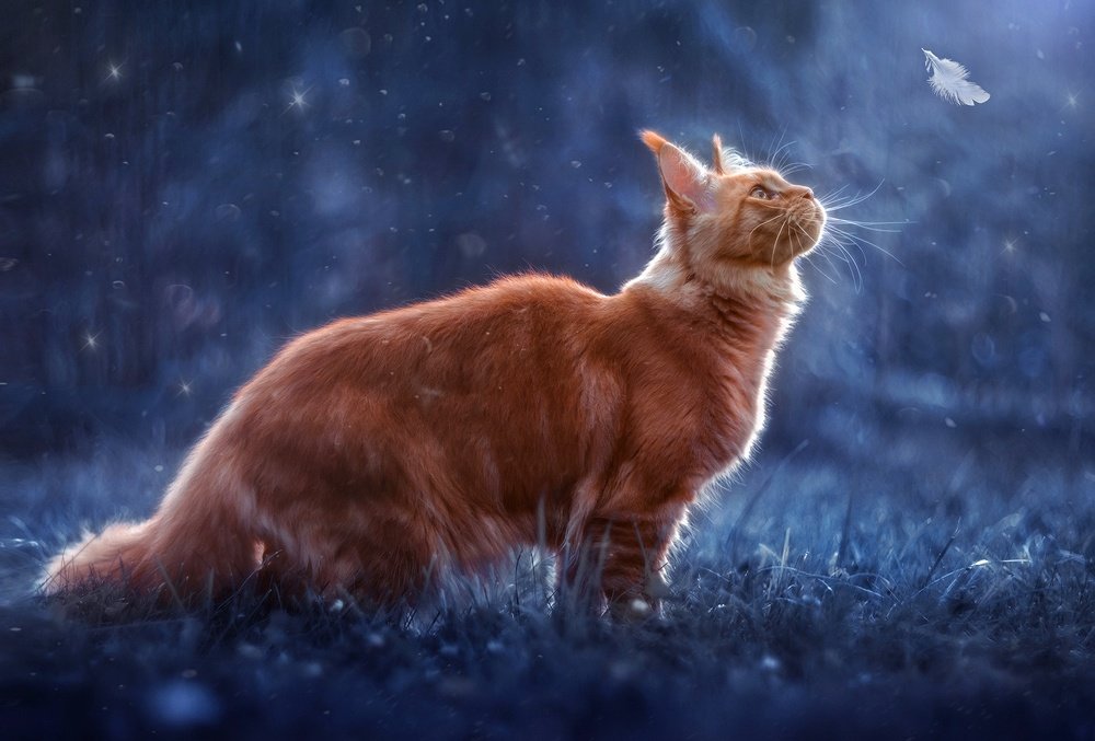 Волшебная ночь