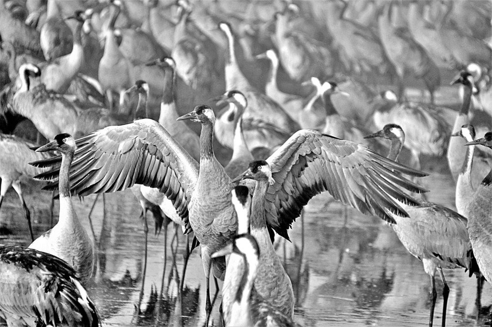 Photograph by Debbie Strauss