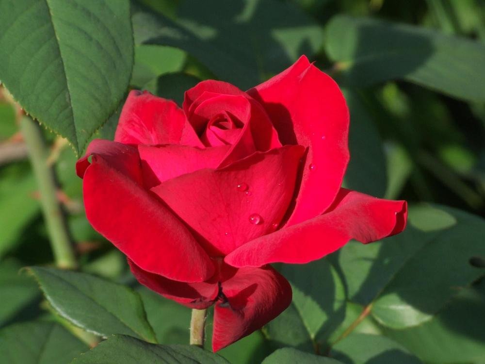 Photograph by Josée Beauchemin