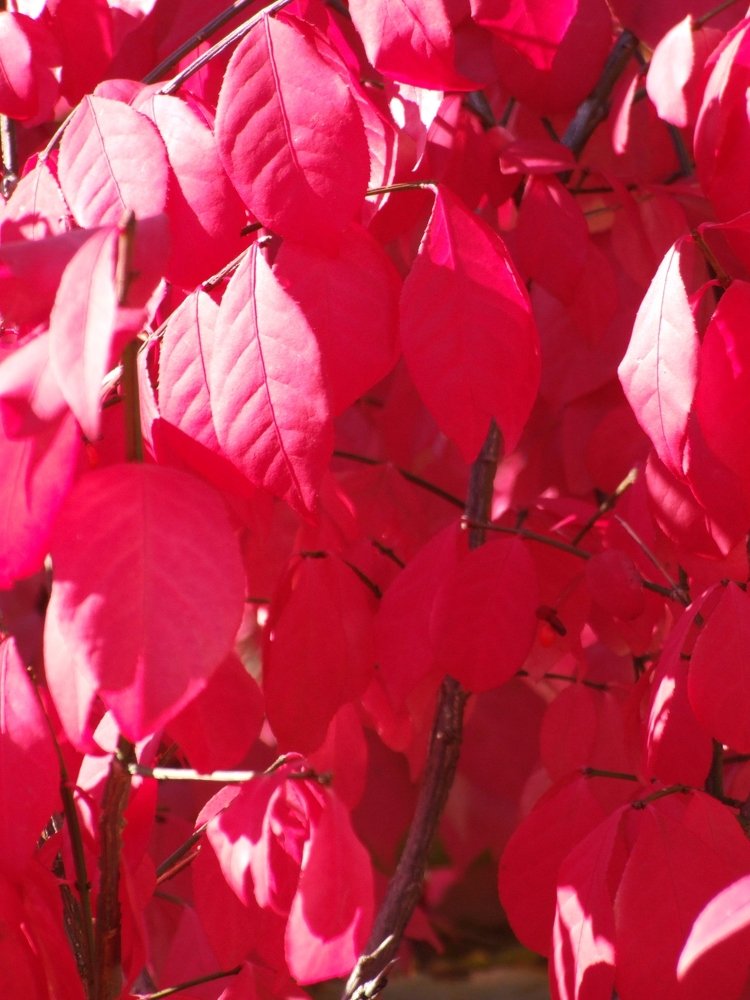 Photograph by Josée Beauchemin