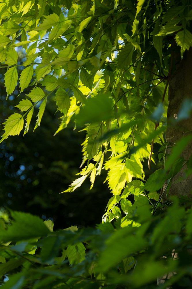 Дикий виноград