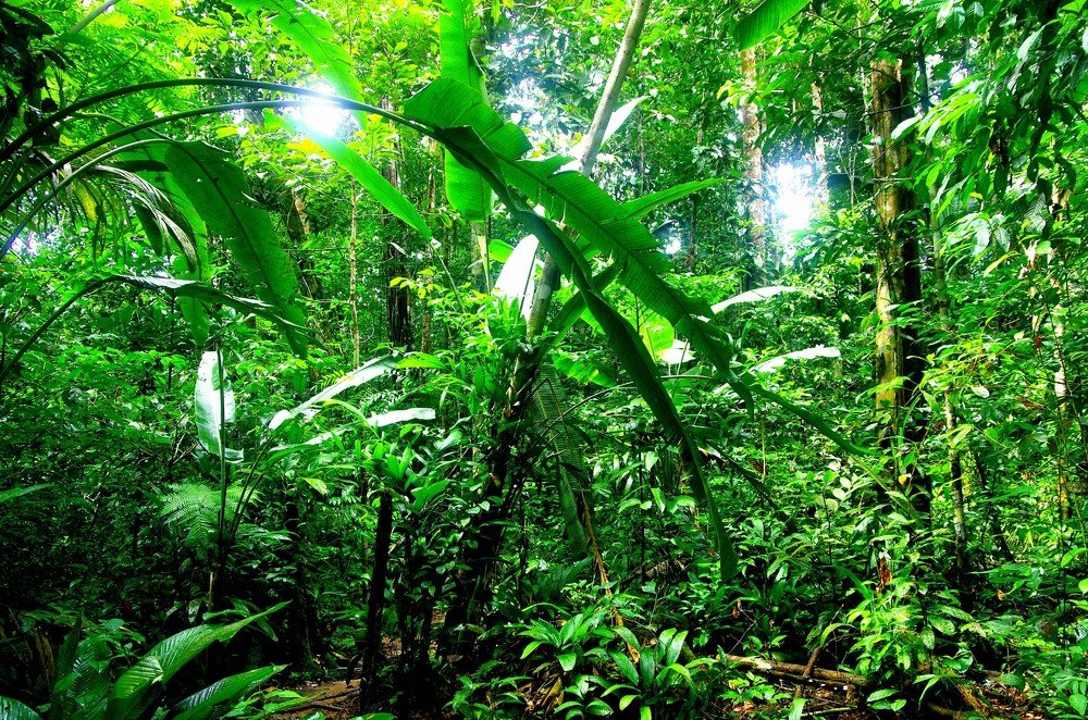Amazon rainforest of Colombia